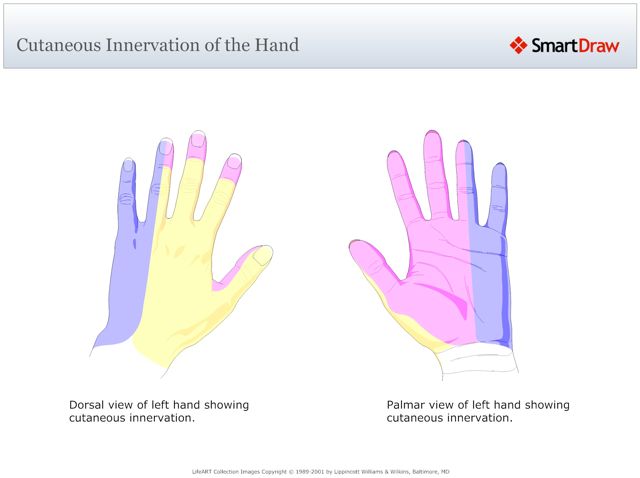 Cutaneous_Innervation_of_the_Hand