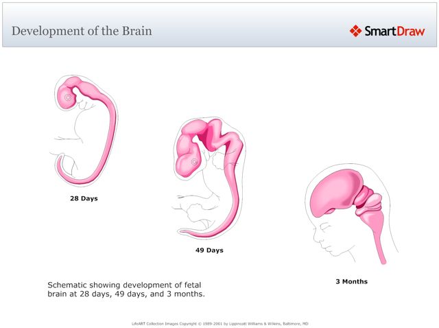 Development_of_the_Brain