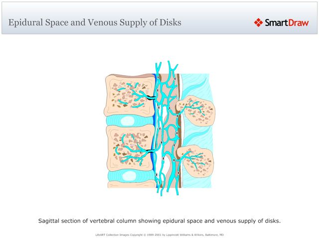 Epidural_Space_and_Venous_Supply_of_Disks