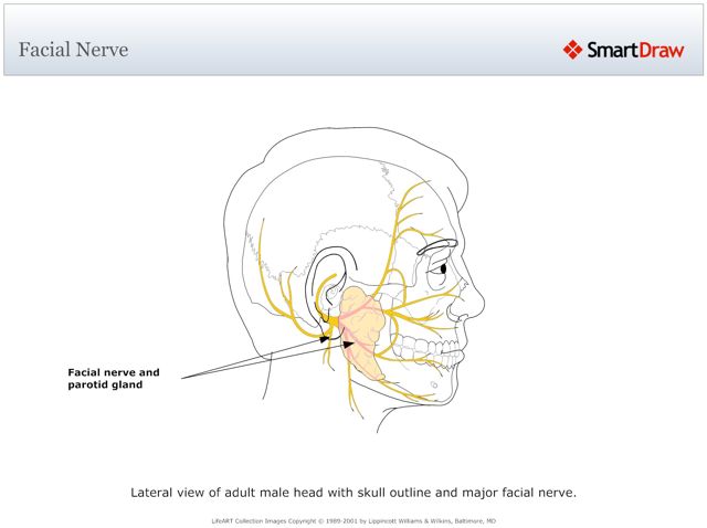 Facial_Nerve