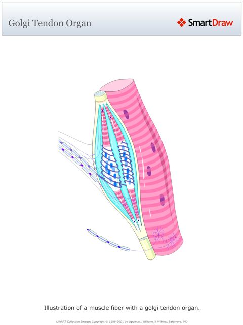 Golgi_Tendon_Organ