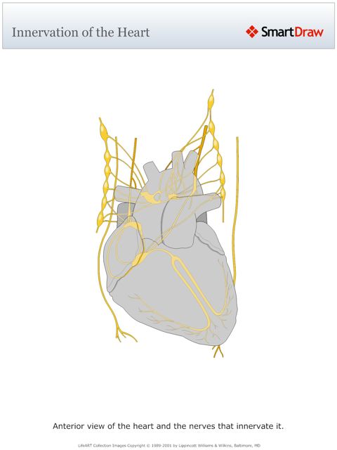 Innervation_of_the_Heart