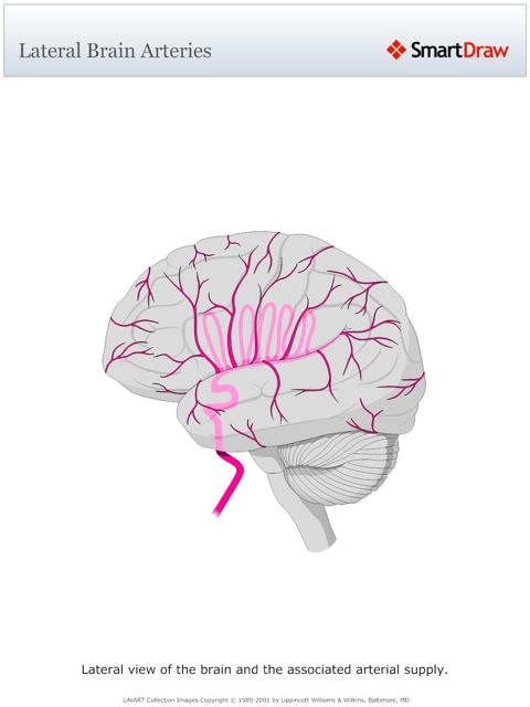 Lateral_Brain_Arteries