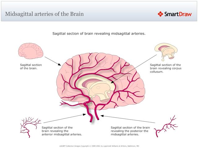 Midsagittal_arteries_of_the_Brain