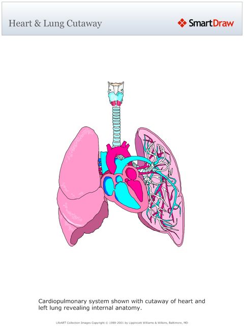 Heart_Lung_Cutaway