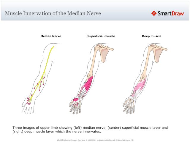 Muscle_Innervation_of_the_Median_Nerve