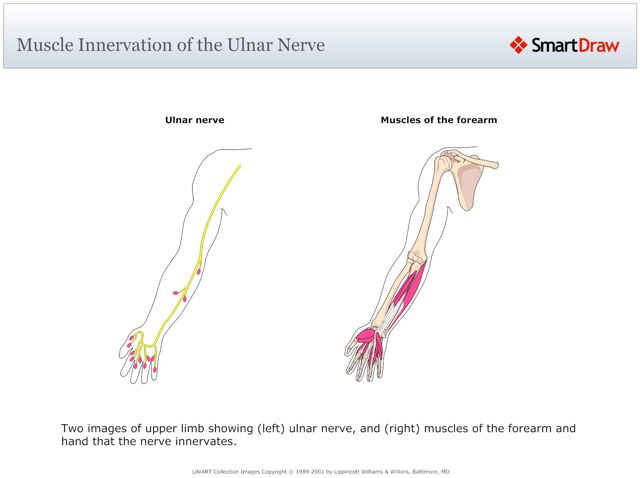 Muscle_Innervation_of_the_Ulnar_Nerve