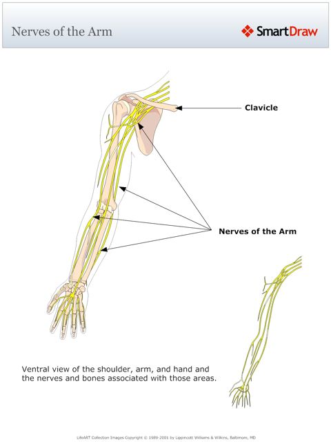 Nerves_of_the_Arm
