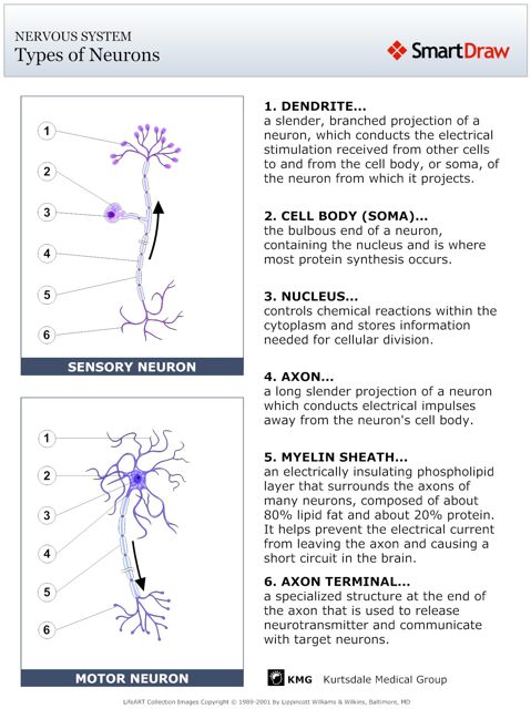 Types_of_Neurons