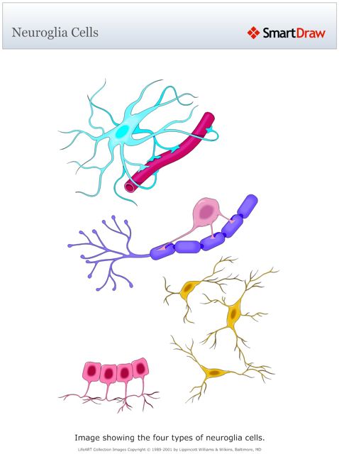 Neuroglia_Cells