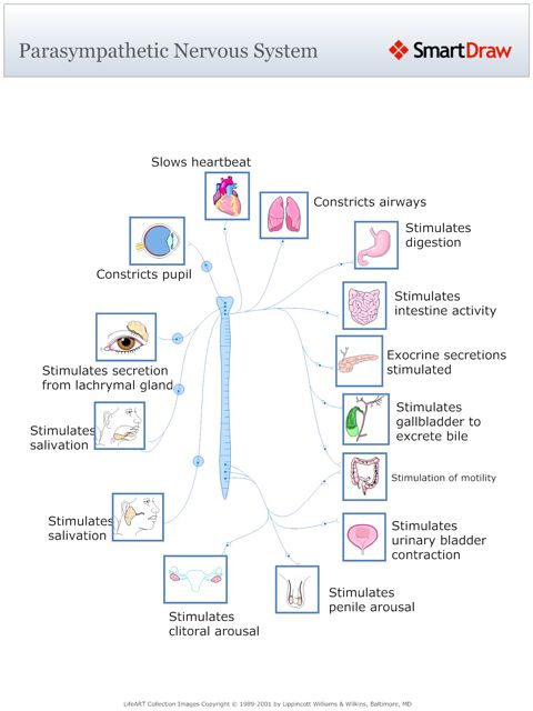 Parasympathetic_Nervous_System