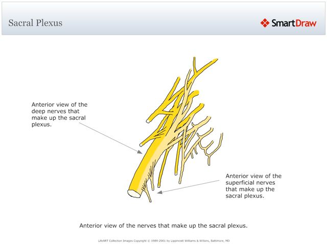 Sacral_Plexus