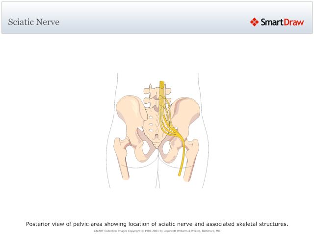 Sciatic_Nerve