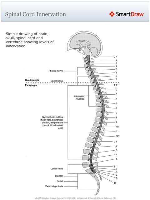 Spinal_Cord_Innervation