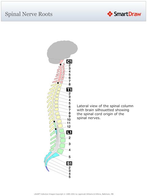 Spinal_Nerve_Roots