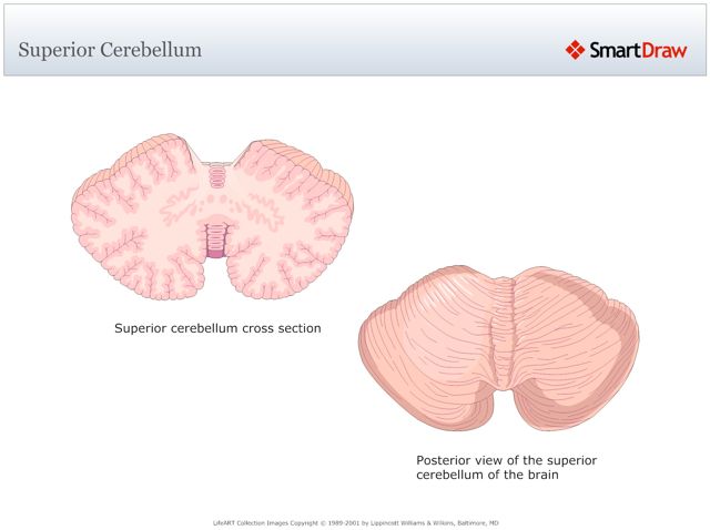 Superior_Cerebellum