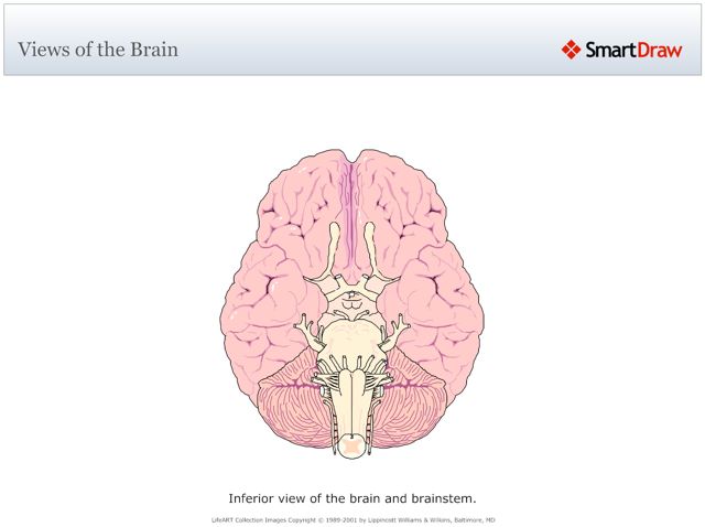 Views_of_the_Brain