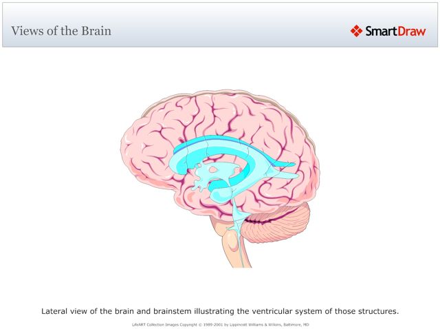 Views_of_the_Brain5