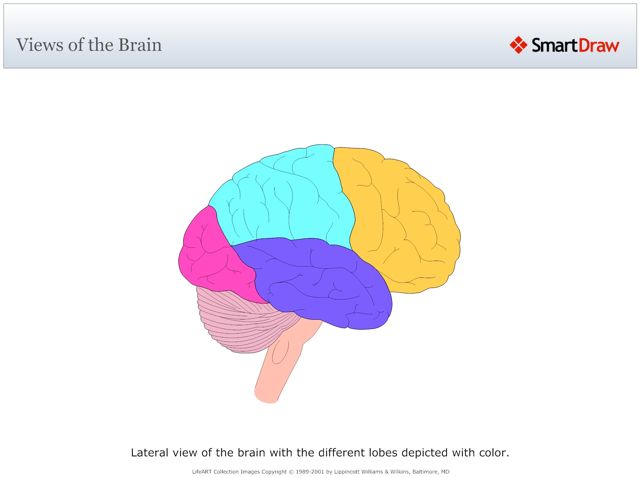 Views_of_the_Brain6