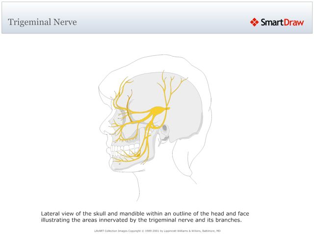 Trigeminal_Nerve
