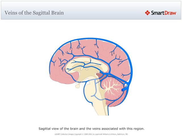Veins_of_the_Sagittal_Brain