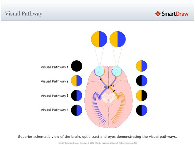 Visual_Pathway