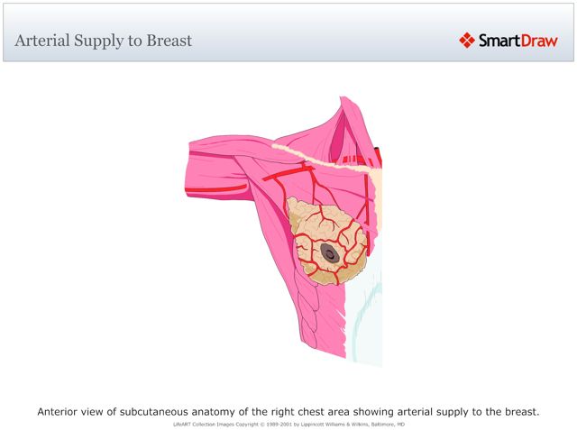 Arterial_Supply_to_Breast