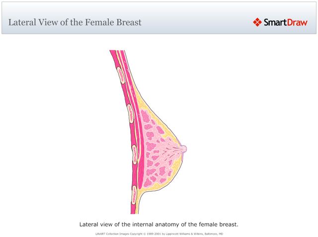 Lateral_View_of_the_Female_Breast