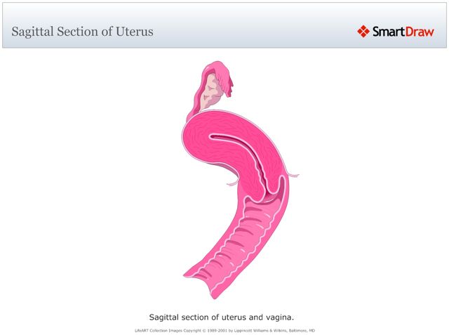 Sagittal_Section_of_Uterus