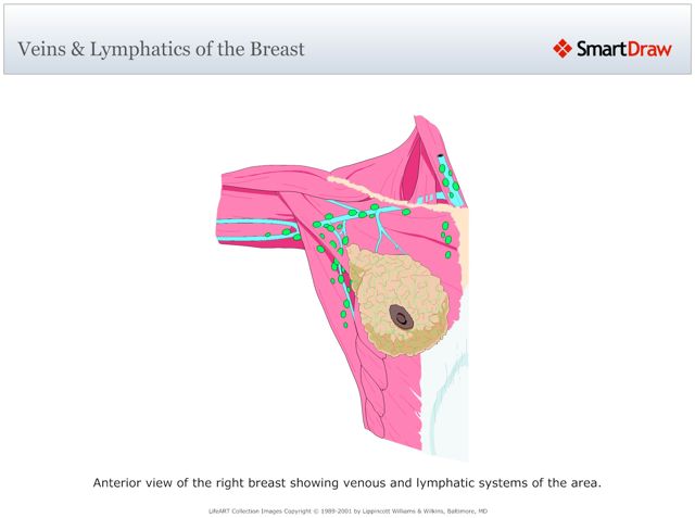 Veins_&_Lymphatics_of_the_Breast