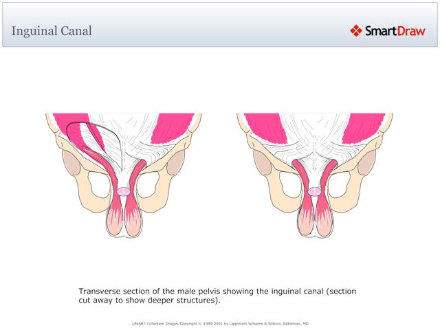 Inguinal_Canal