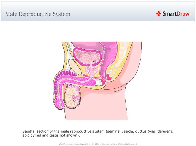 Male_Reproductive_System