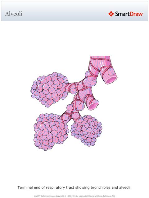 Alveoli