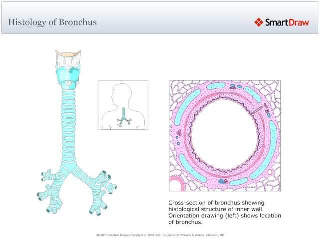 Histology_of_Bronchus