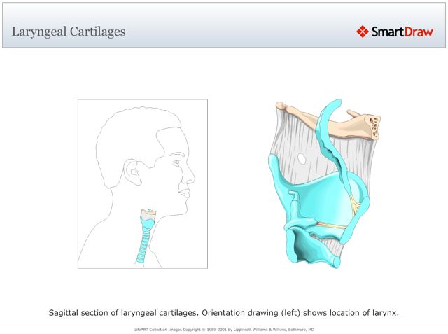 Laryngeal_Cartilages