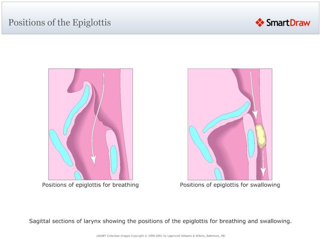 Positions_of_the_Epiglottis