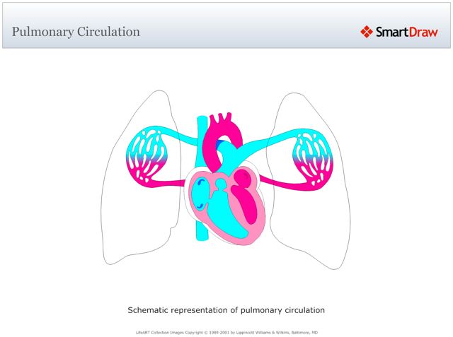 Pulmonary_Circulation