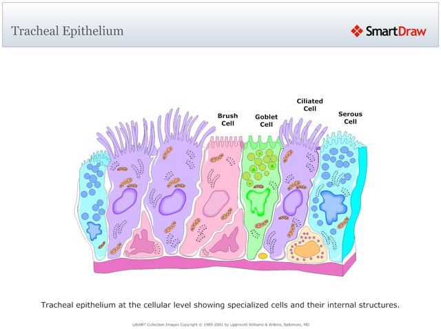 Tracheal_Epithelium