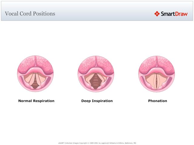 Vocal_Cord_Positions