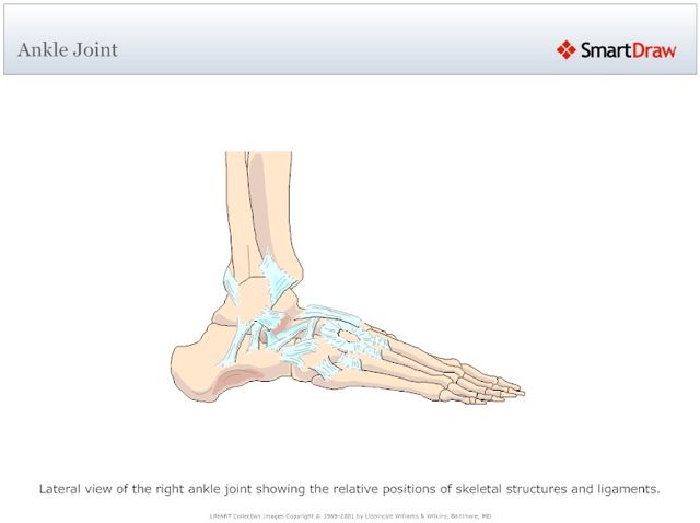 Ankle_Joint