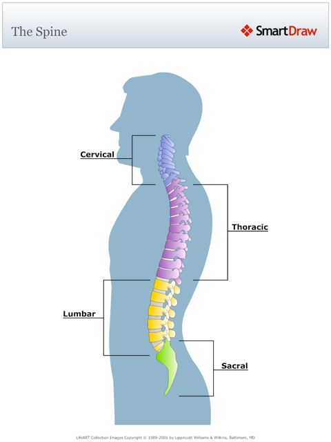 The_Spine