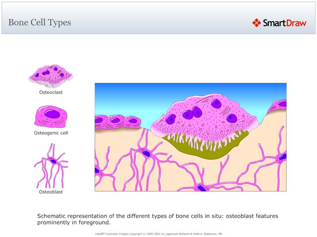Bone_Cell_Types