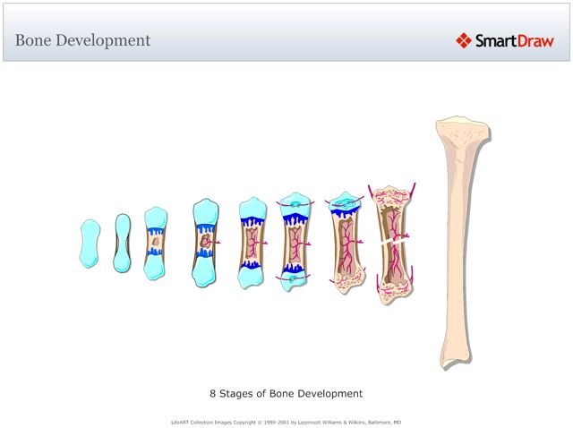 Bone_Development