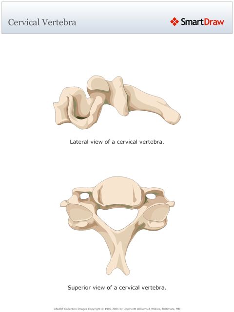 Cervical_Vertebra