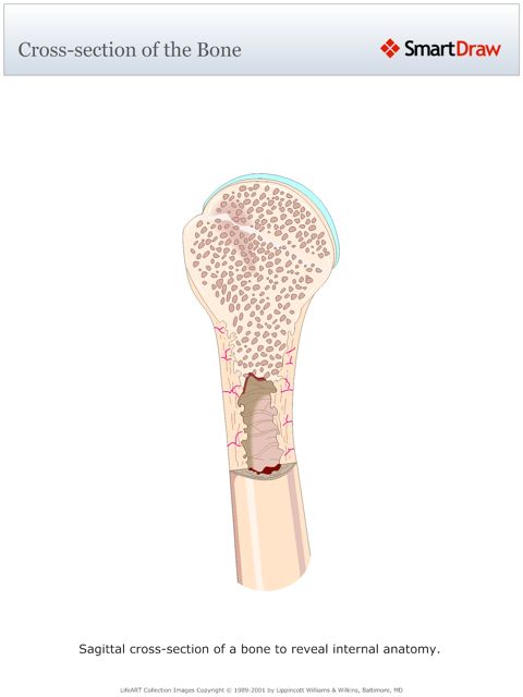 Cross-section_of_the_Bone