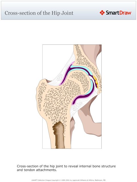 Cross-section_of_the_Hip_Joint