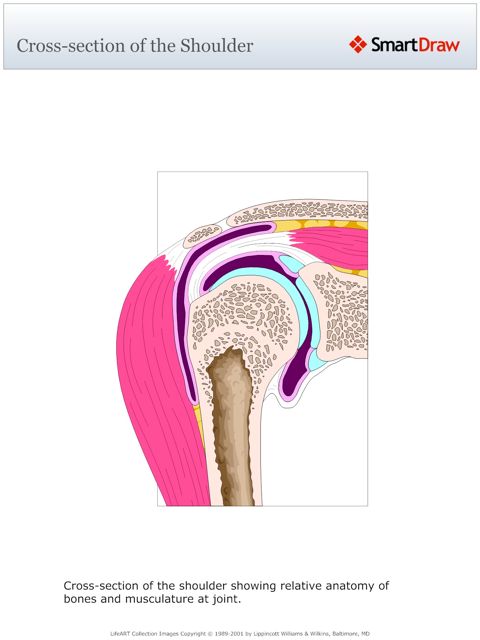 Cross-section_of_the_Shoulder