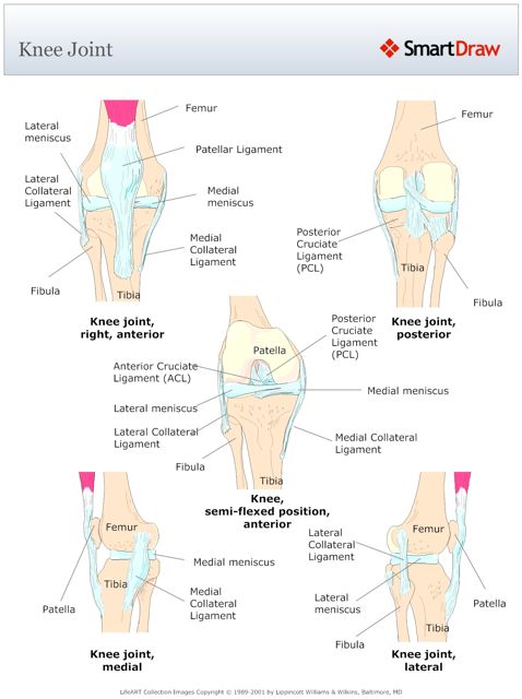 Knee_Joint