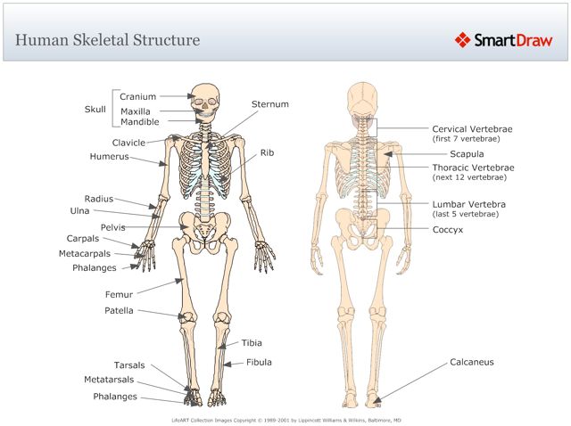 Human_Skeletal_Structure