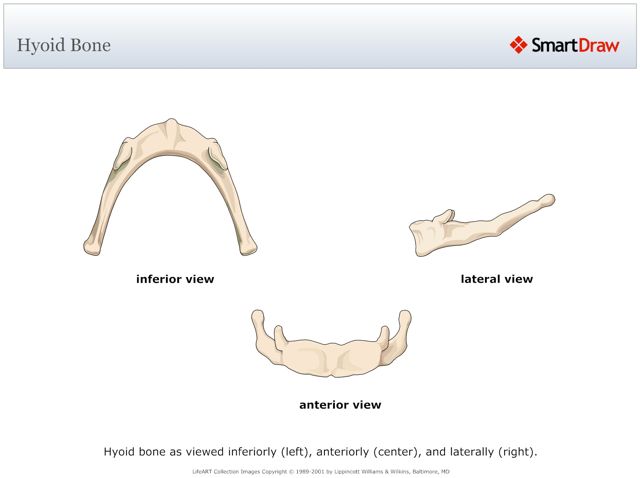Hyoid_Bone
